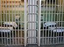 Strasburgo condanna l'Italia per come si vive in carcere a Foggia
