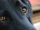 Lucky, una carezza per ingannare la morte
