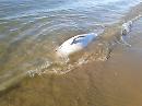 Trovata la carcassa di un delfino: stesso posto dove spiaggiarono 7 capodogli nel 2009