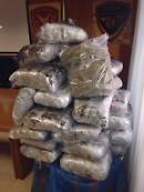 Nella casa di campagna nascondeva 38 kg di marijuana: arrestato 58enne