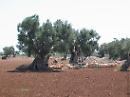 Grido d'allarme della Coldiretti Basilicata: «Fermate la Xylella o infetterà tutto il Mezzogiorno»