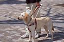 Un cane guida per i non vedenti: la Regione dia un esempio di civiltà 