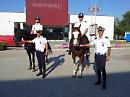 Foggia, i Vigili "stalloni" arrivano anche in città