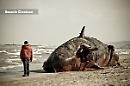 Oggi, 10 dicembre 2009, vicino a Peschici il più grande spiaggiamento di cetacei nel Mediterraneo: morirono 9 capodogli