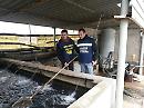 Lesina: “Operazione Christmas Fish” sequestrati nel foggiano 500 kg di Anguilla