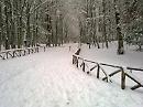 Oggi, 2 gennaio 1983, straordinaria tormenta di neve in Foresta Umbra: elicotteri della Protezione civile salvano 12 daini