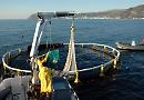 E sul pesce CamCom mette tutti d'accordo