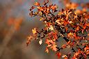 Foggia stregata dalla "Magie d'autunno"