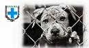 'Zero cani in canile', se ne discute a Cerignola