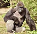 Harambe, l'ennesima tragedia degli zoo