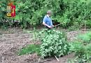 La sua  "Jamaica" nelle campagne di Serracapriola: arrestato per coltivazione di marijuana un 37enne