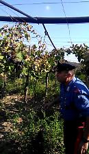 Nascosta in un  vigneto una piantagione di "maria" da un milione di dosi: arrestato il coltivatore 