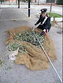 Capitanata, al via la campagna olearia: i carabinieri arrestano ladro di olive
