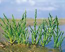 E tu ti sei mai innamorato di una Salicornia?