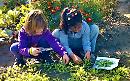 Andate per rucola, che vi fa bene