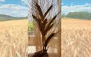 Ventotto passi da te, in questo campo di grano mietuto di ricordi