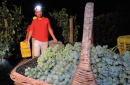 Vendemmia con luna piena e 24 gradi, Foggia anticipa la raccolta