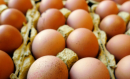 Le uova lucane non sono contaminate dal Fipronil