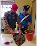 Vieste, a casa con un chilo di ''Maria": arrestato 24enne