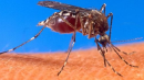 Malaria, zanzara anofele: la Basilicata avvia il monitoraggio. Si parte da Grottole