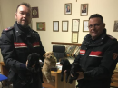 Quattro cuccioli da salvare: ci pensa l'Arma