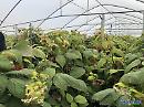 Regione Basilicata e CSO Italy insieme per l'"Osservatorio Economico Ortofrutta"