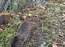Ad Avigliano i carabinieri forestali hanno trovato una carcassa di lontra, specie tutelata dalla Convenzione di Washington