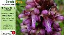 A due passi da Metaponto l'OrchiDay: alla scoperta delle orchidee selvatiche