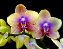 Orchidee in posa per il visit tour del Gargano