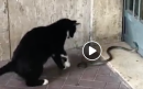 Che succede se un serpente tenta di entrate in un palazzo dove c'è il gatto a fare la guardia?