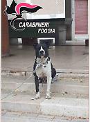 Pit bull  inferocito azzanna passante: carabinieri lo salvano