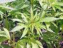 Materano, rubano cannabis ad uso tessile da spacciare: arrestati 4 extracomunitari
