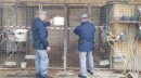 Cuccioli con code e orecchie tagliate, i Carabinieri della Forestale sequestrano canile a San Ferdinando di Puglia