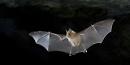 Il pipistrello, da ‘oggetto’ di filtri di passione e simbolo apotropaico a essere malefico