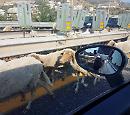 A14 Foggia - San Severo: capra manda in tilt il traffico sull'autostrada 