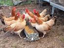 Furti nelle campagne: i malviventi non risparmiano neppure le galline 