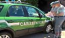 Macellazione illegale di carne equina: 240 mila euro di multe in due mesi