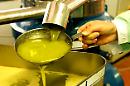 Produzione magra, prezzi alle stelle: ecco la raccolta "proibita" dell'olio extra vergine di oliva, di cui la Puglia si conferma regina