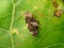 L'allarme di Coldiretti: La Xylella ha raggiunto Matera
