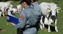 Da Vieste a Barisciano, in Abruzzo, per pascolare abusivamente 170 bovini