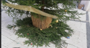 A San Severo rompono pure  le palle all'albero di Natale