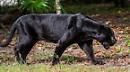 Predator dell'Amendola e veterinari specializzati di Teramo per scovare la pantera tra San Severo e Apricena