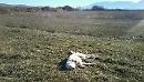Uccide un cane a fucilate a Borgo Arpinova: sbattete in prigione e buttate le chiavi per questo agricoltore delinquente