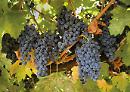 La Sicilia vuole produrre Primitivo? Sbarramento di Confagricoltura da Puglia e Basilicata