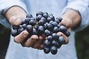 Vino, Puglia e Basilicata vincono la battaglia sul Primitivo: quello siciliano non avrà l'etichetta