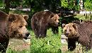 Trovano casa nel Parco Nazionale d'Abruzzo tre orsi maltratti in un circo della Lituania
