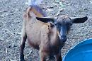 Foggia sempre più dalla parte degli animali