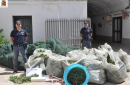 San Severo, 4 arresti per la coltivazione di 7mila piante di marijuana: avrebbero fruttato 600mila euro
