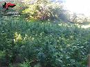 Sul Gargano dalle sconfinate piantagioni di cannabis, i Carabinieri ne scoprono un'altra da mezzo milione di euro