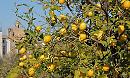 Dalla lenticchia di Altamura al limone "femminello" del Gargano, ecco la Puglia che celebra la giornata del creato